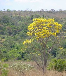 cerrado