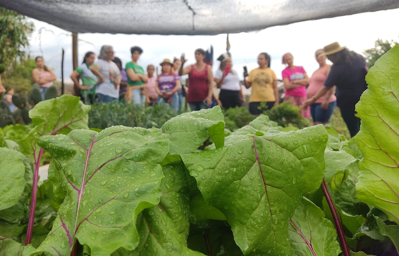 Mandados de segurança paralisam reforma agrária no MT