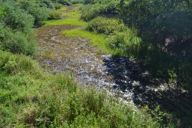 O rio assoreado no distrito de França (foto: Cristiane Passos)